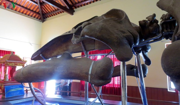 Gros plan sur la plus grande carcasse de baleine d’Asie du Sud-Est - ảnh 4